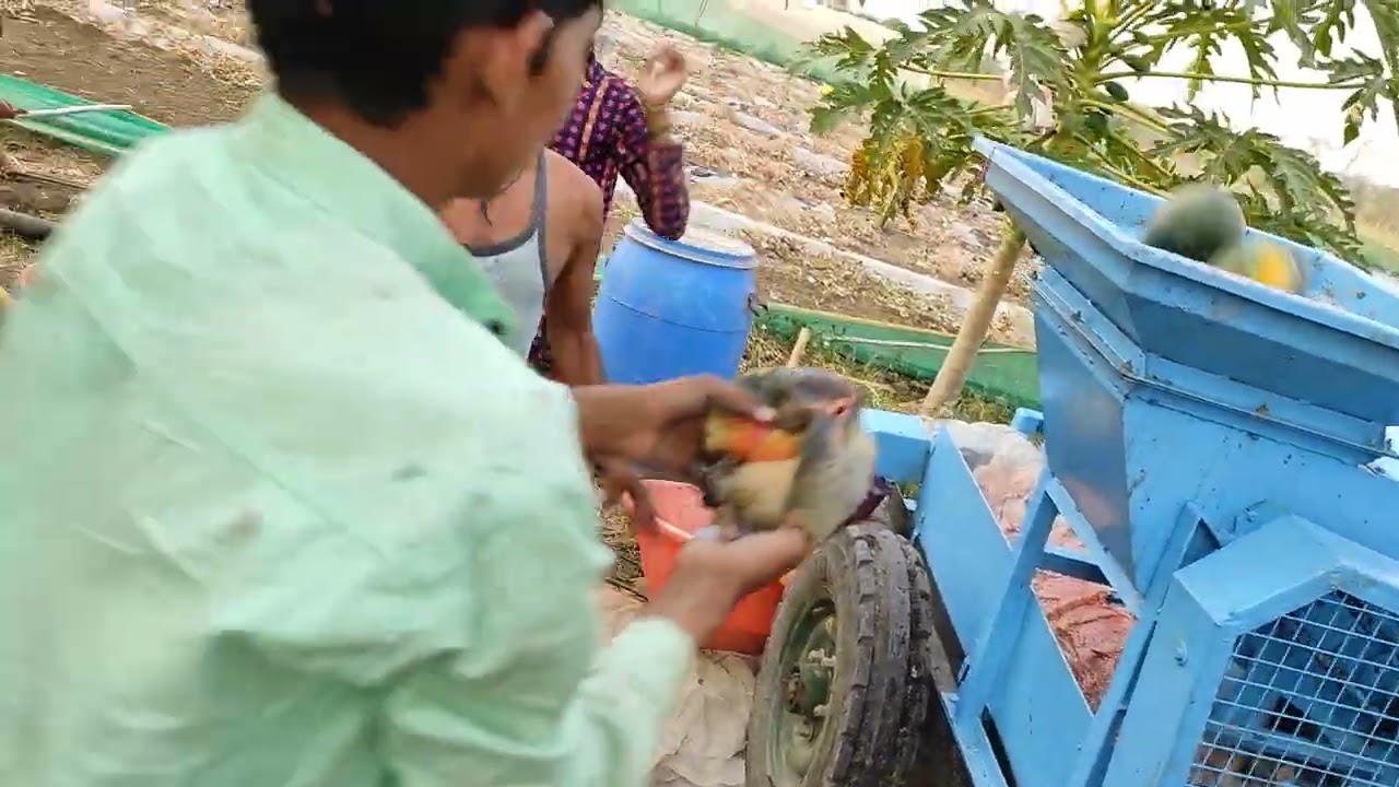 Watermelon seed extraction machine ,Mahindra Yuvo 575