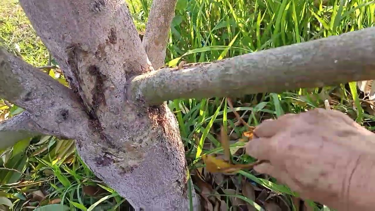 พาชมทุเรียนออกดอก