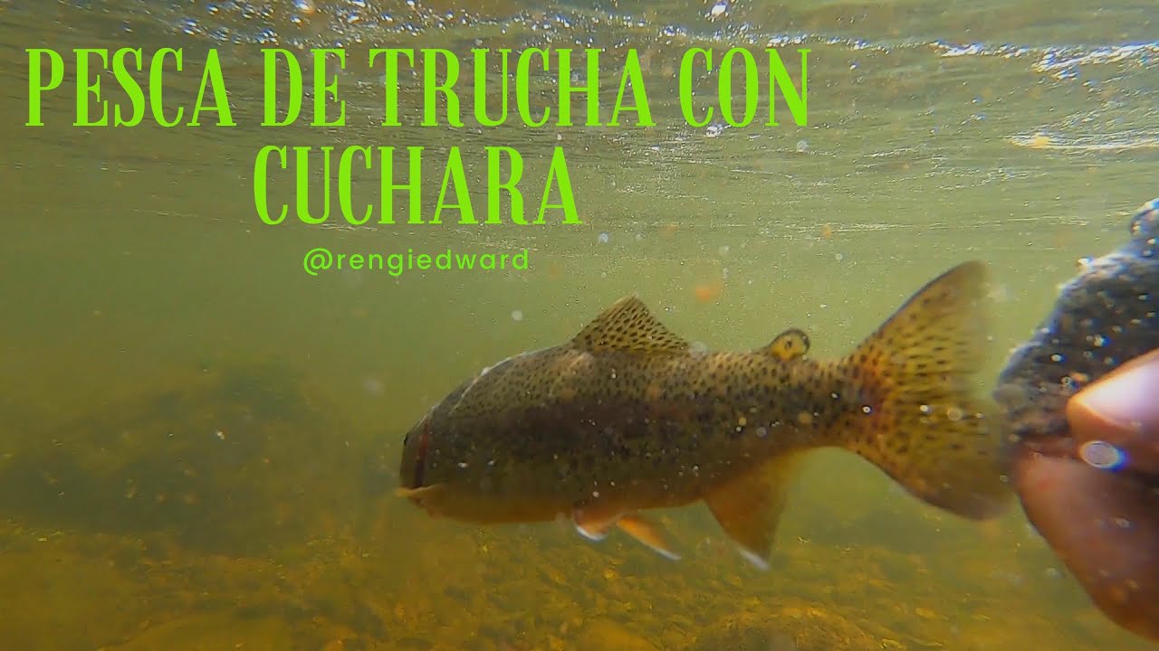 Pesca de trucha con cuchara