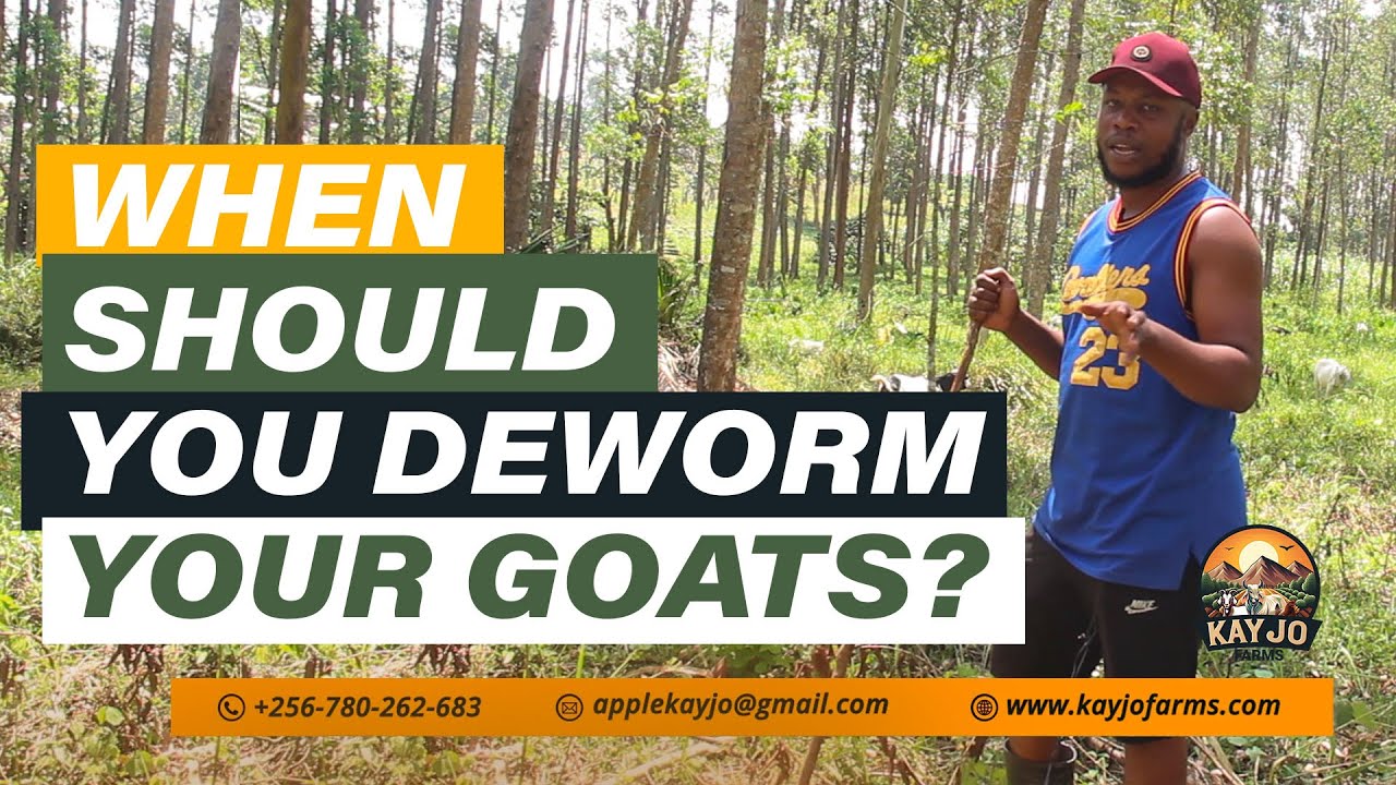 When Should You Deworm Your Goats? (Goat Kids) | ep46 #goatfarming #deworming