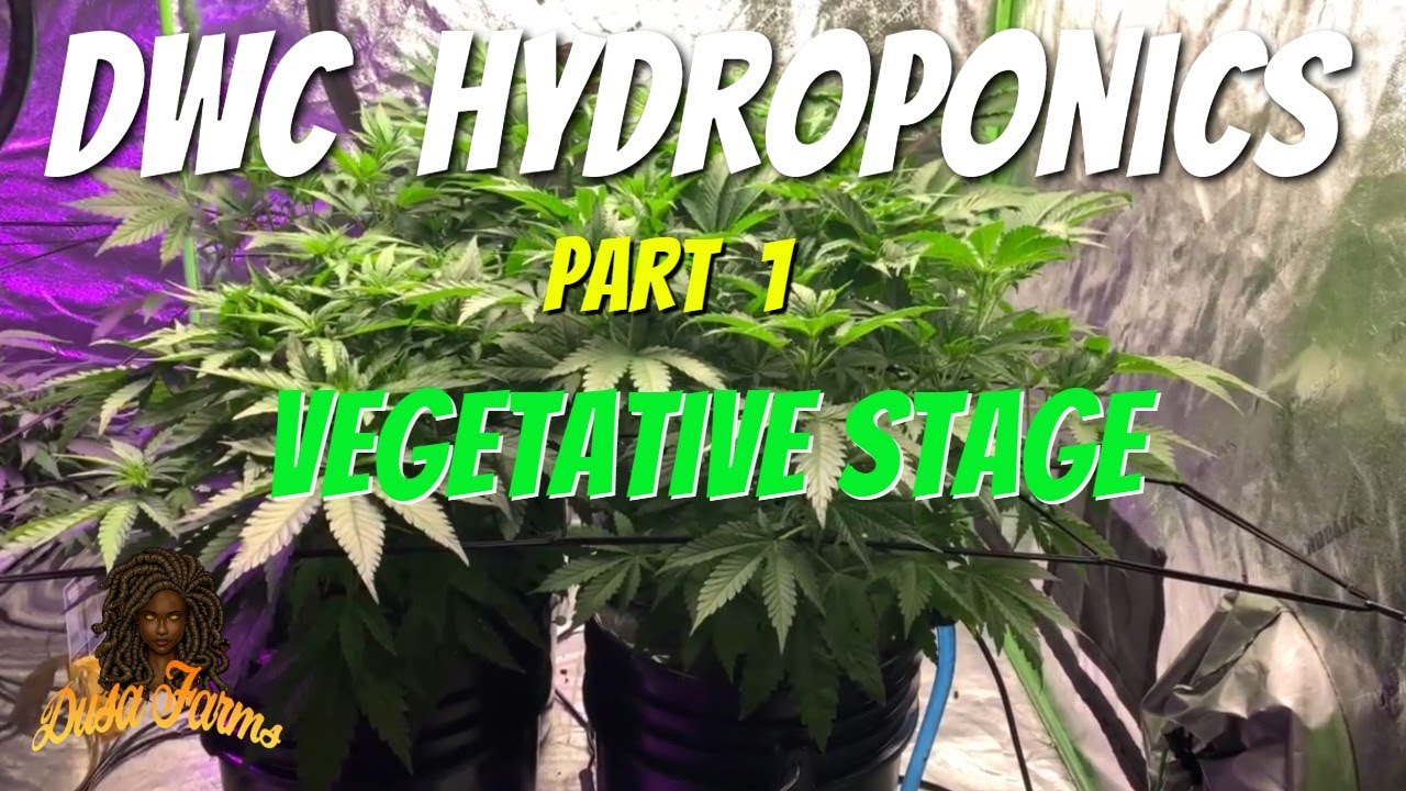 DWC Hydro Cannabis Grow: Vegetative Stage | Dealing With Root Rot