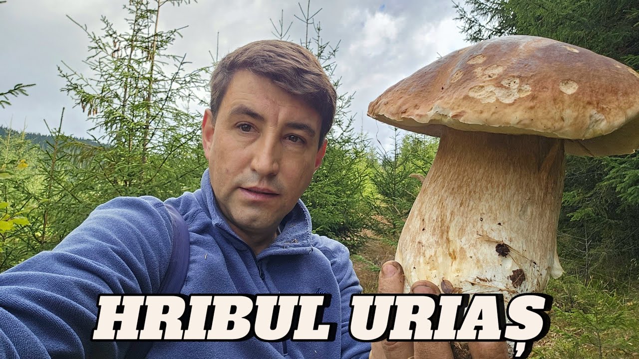 HRIB URIAȘ GĂSIT ÎN MUNȚII APUSENI 🍄 L-AM GĂTIT PE PLITA | EP. 58