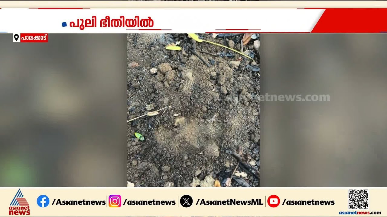മംഗലം ഡാം പ്രദേശത്ത് പുലി? കാൽപ്പാടുകൾ കണ്ടതായി നാട്ടുകാർ | Mangalam Dam | Leopard