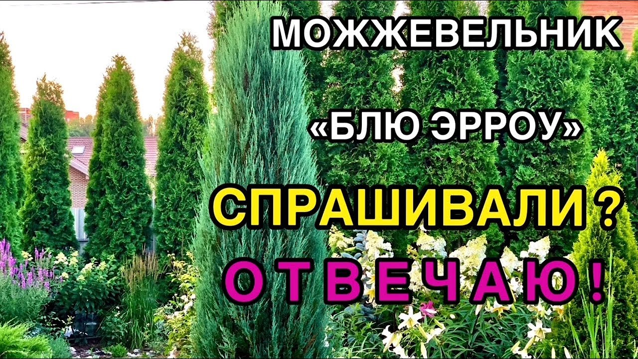 🌲Можжевельник скальный «Блю Эрроу»❓ВОПРОС-ОТВЕТ✅ Посадка/Уход/Укрытие на зиму/Почва/