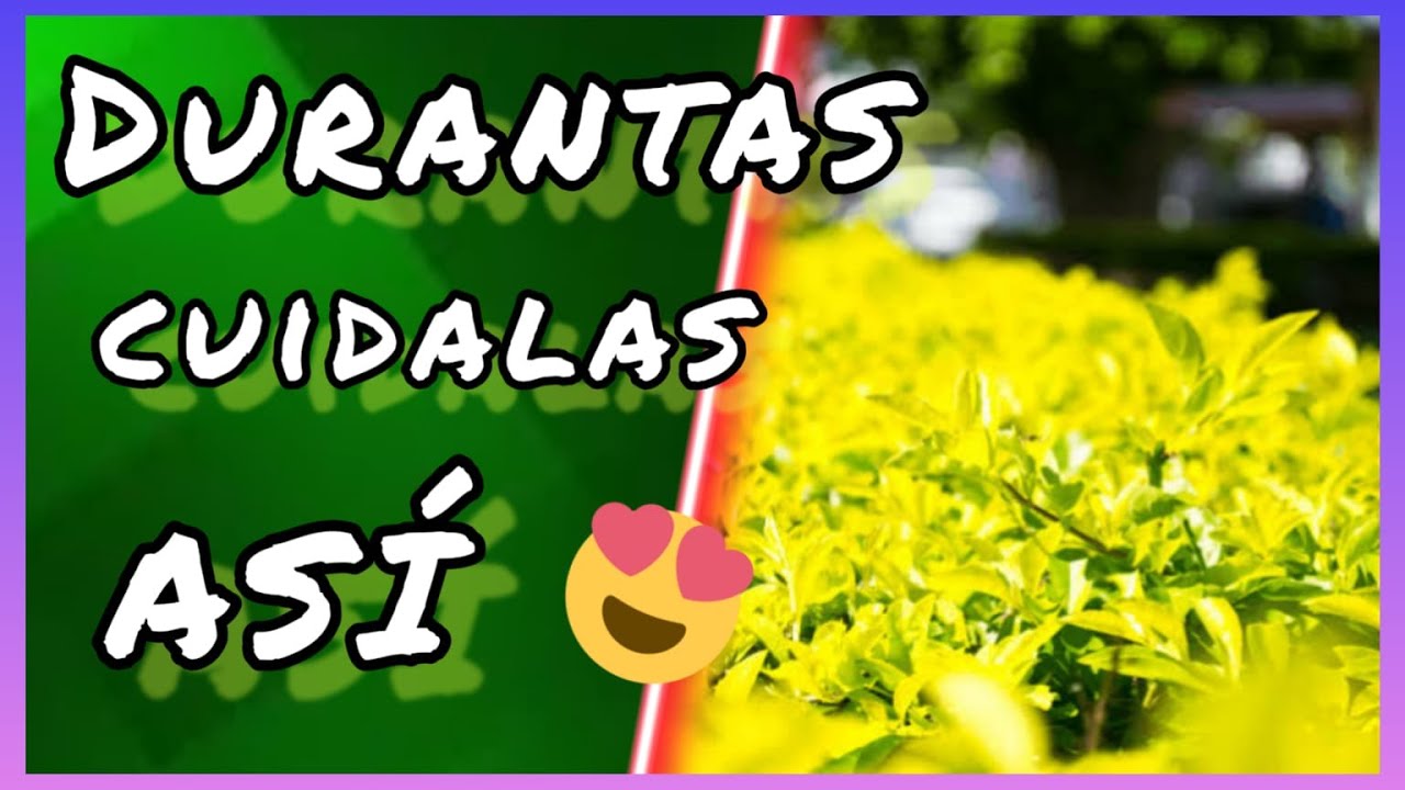 Cómo cuidar durantas/JardinesMEYIPS/🌱🌎👌😍