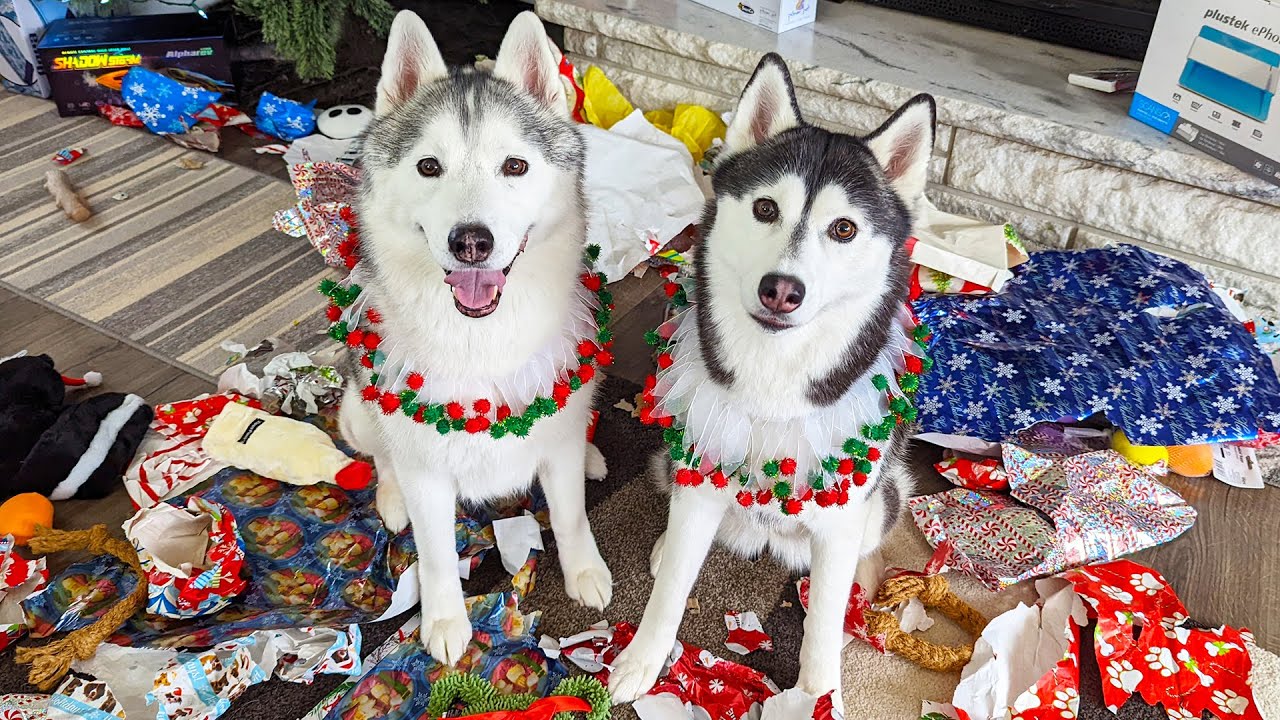 Christmas Day Vlog With the Huskies!