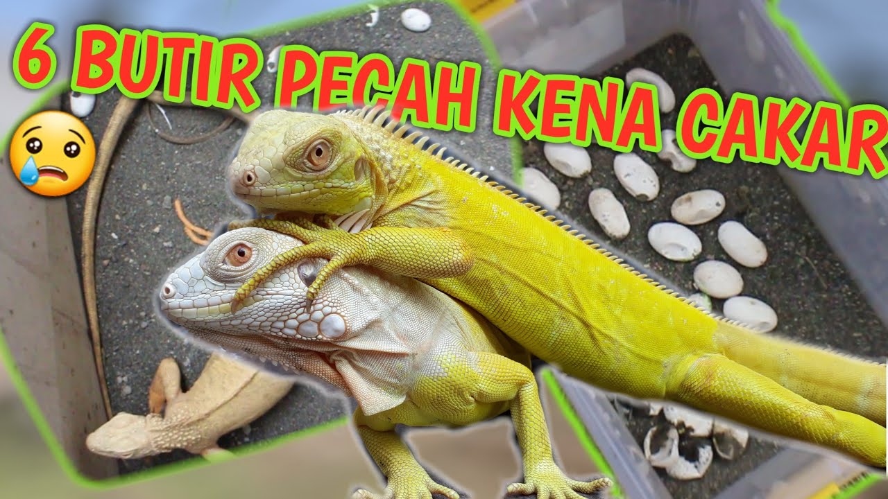 BEGINI NI KALO IGUANA ALBINO BERTELUR!