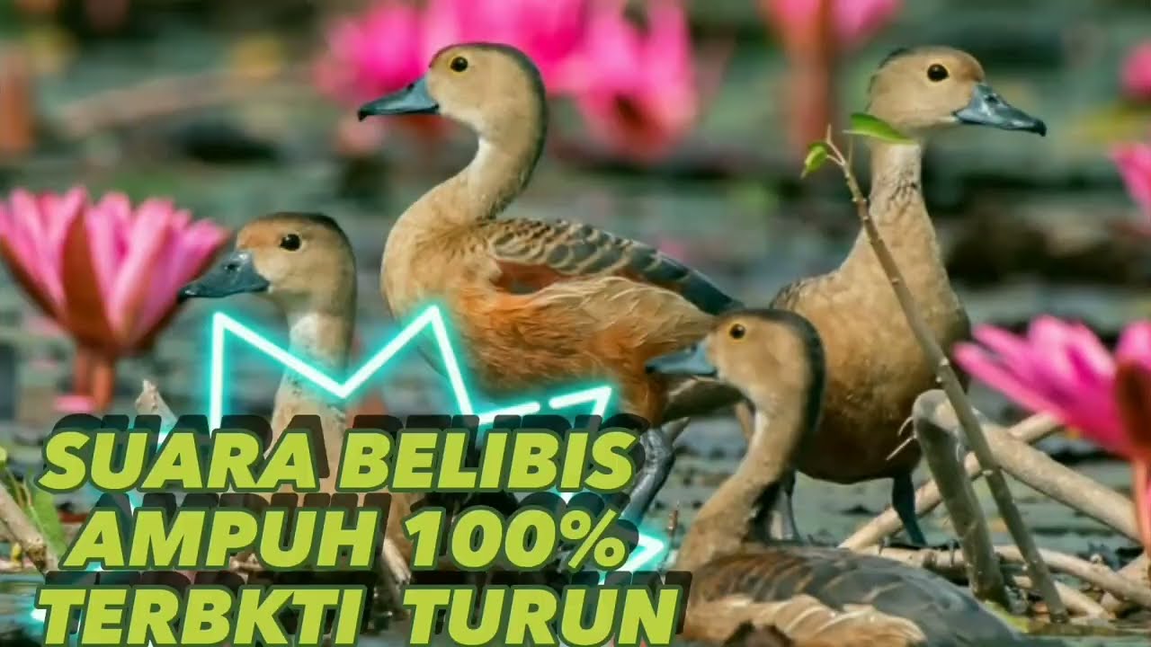 SUARA PIKAT BURUNG BELIBIS ASLI AMPUH 100% TERBUKTI TURUN #suaraburung #belibis