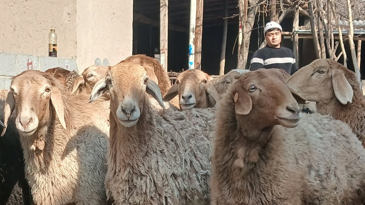 Anasxon akadan naqt bogoz arashan sovliklar  narxlar qulay boldi shoshilamz 