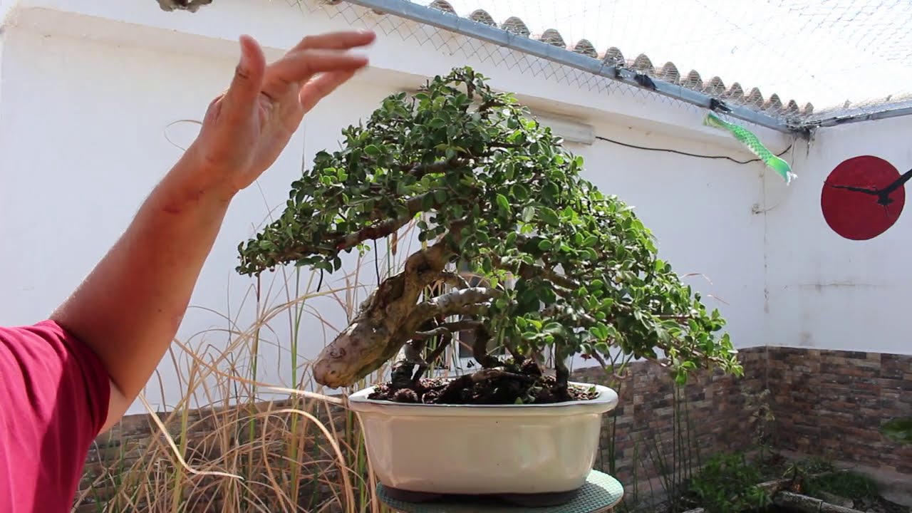 Refinando uno de mis mejores diseños en Bonsai