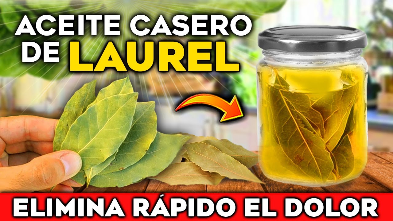 ELIMINA el DOLOR y la INFLAMACIÓN con este ACEITE de LAUREL CASERO Natural | Beneficios del Laurel