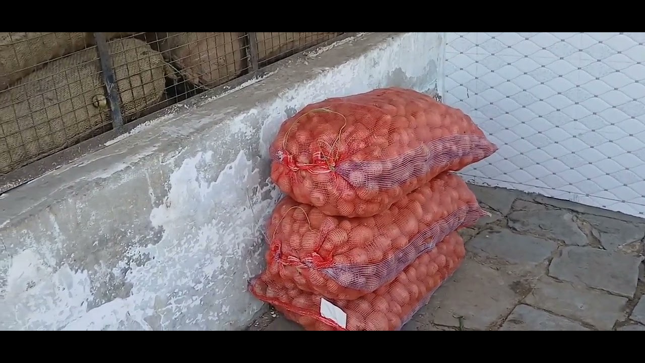 આજે ગયા સાક માર્કેટ બજાર 