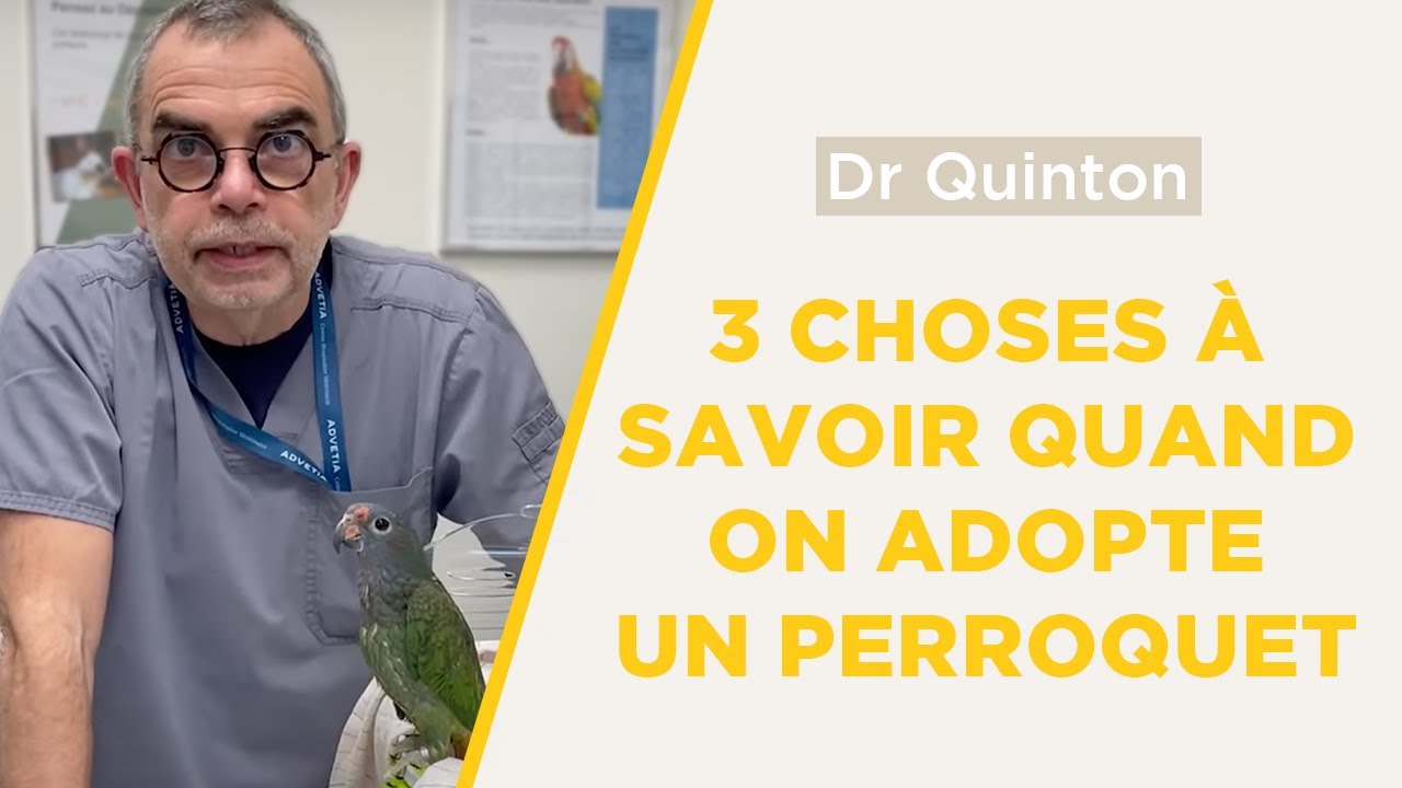3 choses à savoir quand on adopte un perroquet