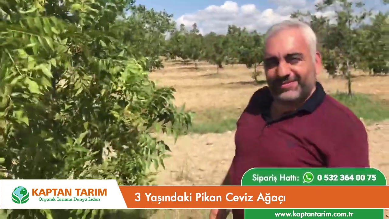 3 Yaşındaki Pikan Ceviz Ağaçı