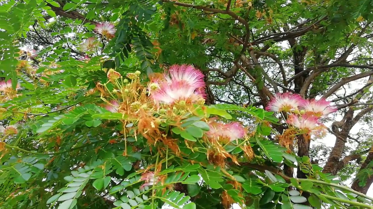 Pini Mara Tree (Samanea saman)