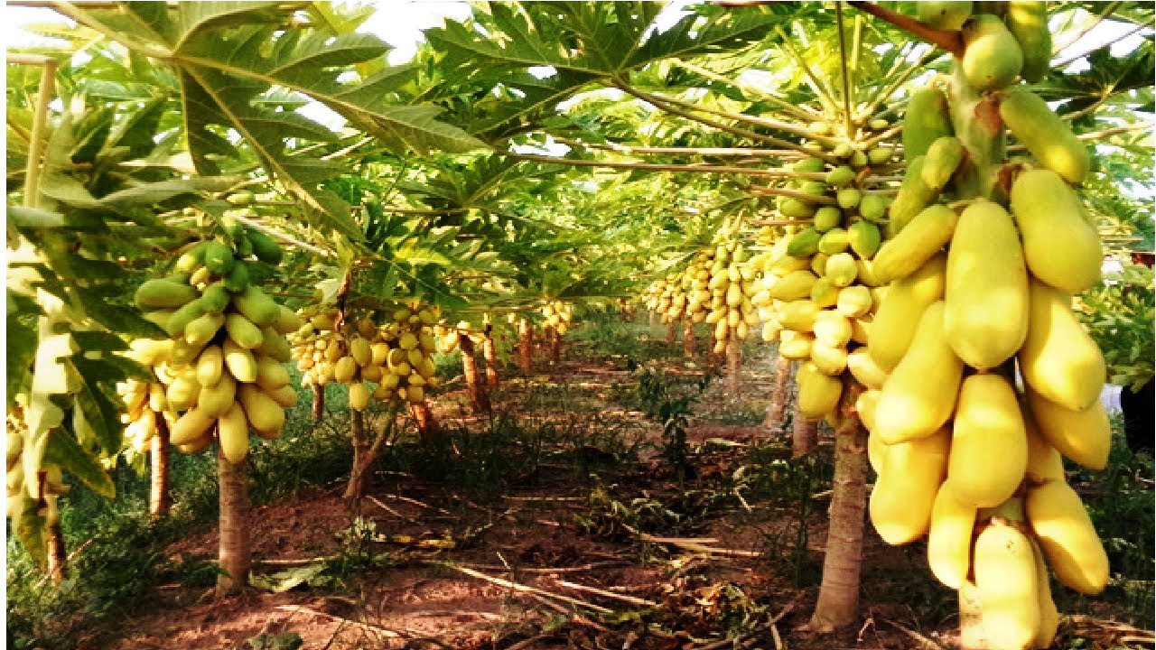 Awesome Papaya cultivation Technology - How to Grow and Harvesting Papaya
