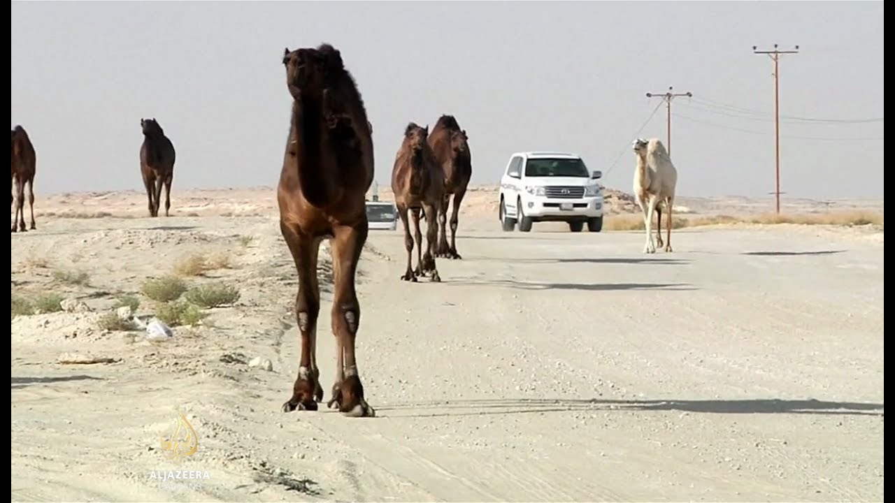 Saudijska Arabija izbacila hiljade katarskih kamila i ovaca