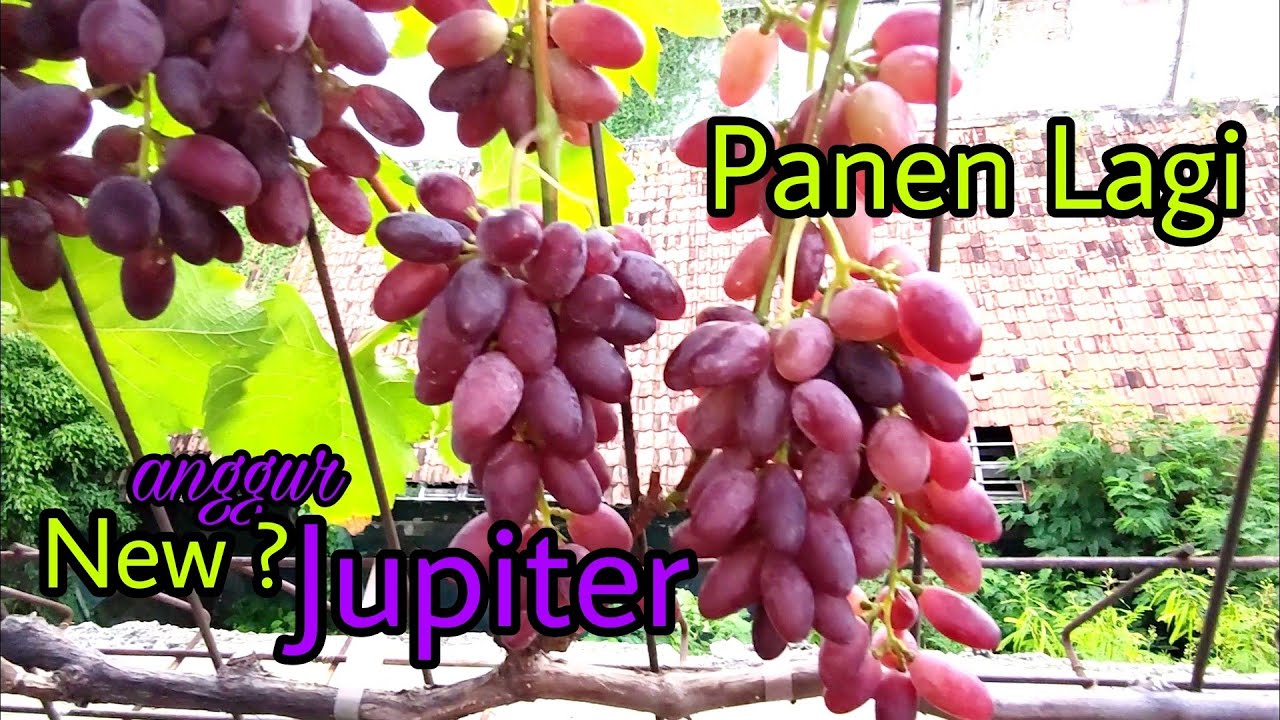 Anggur Jupiter | upgrade kualitas buah dengan gibberellin