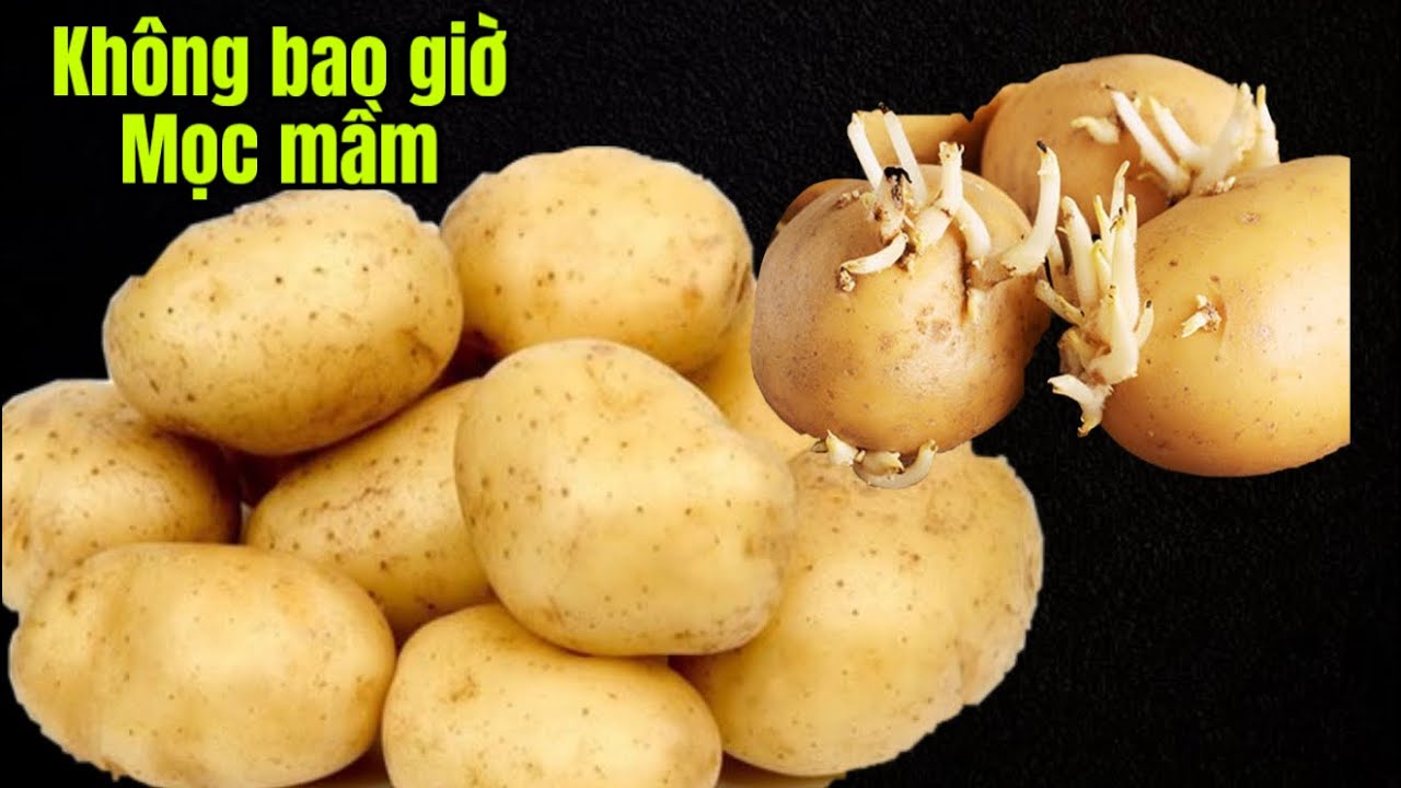Đây Là Cách  Khoai Tây Không Bao Giờ Mọc Mầm / Ngon Hơn gấp nhiều lần , Và Cách Trồng Khoai Tây 