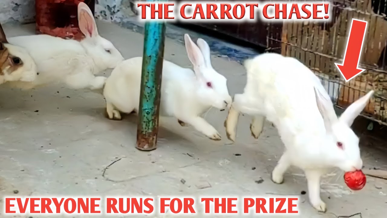 Carrot Chaos 🥕🐰 | Playful Rabbits Chasing & Snatching!