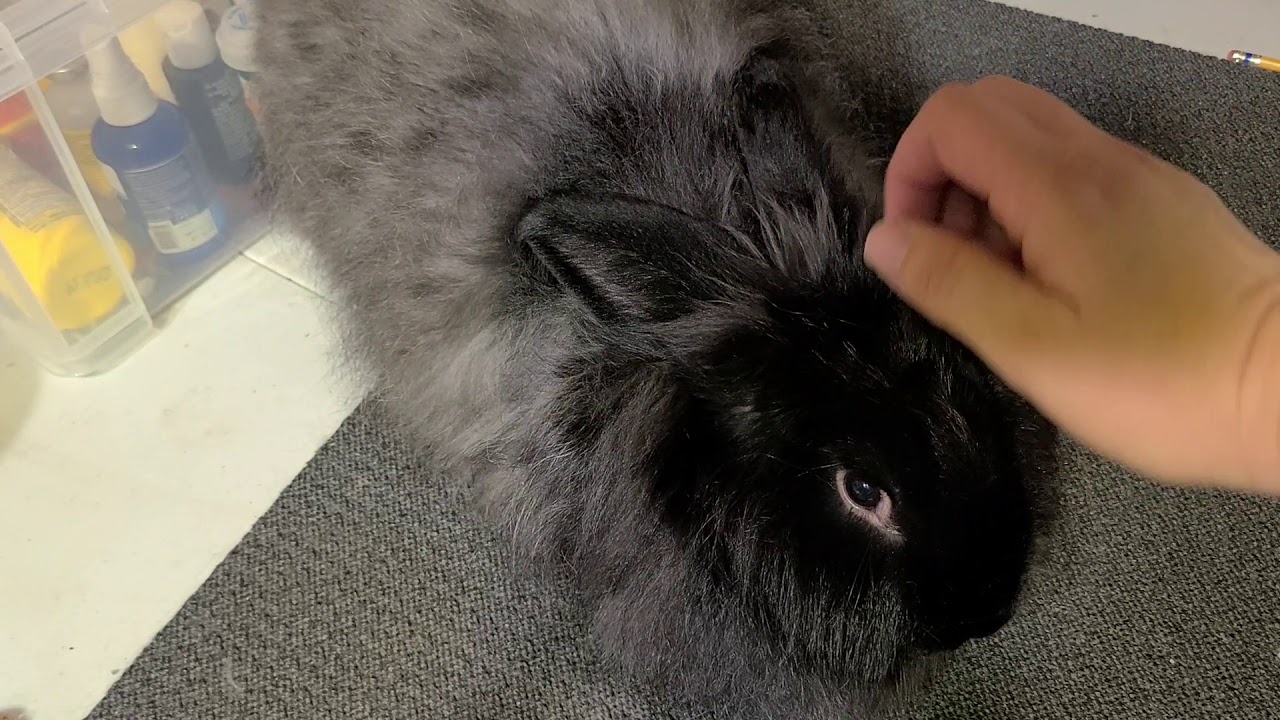 How To Angora: plucking