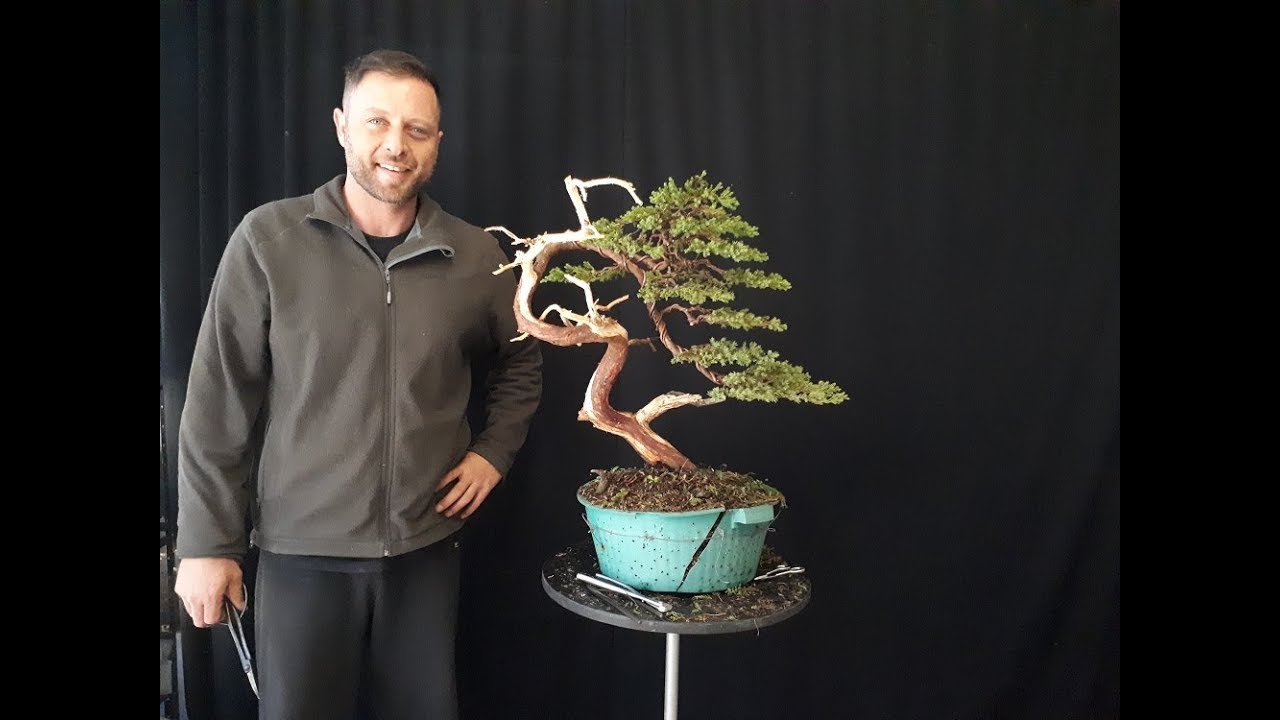Time-lapse Juniperus Horizontalis