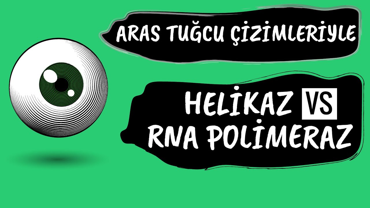 ARAS TUĞCU ÇİZİMLERİYLE ; HELİKAZ MI RNA POLİMERAZ MI İPLİĞİ AÇAR SORUNSALI ?!