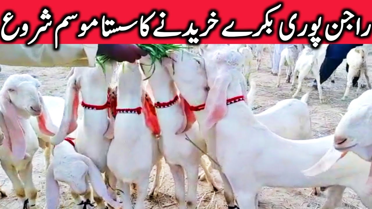 Pure Rajinpuri Goats In Dera Gazi Khan Rajinpur YouTube Shorts || Global Village Farming