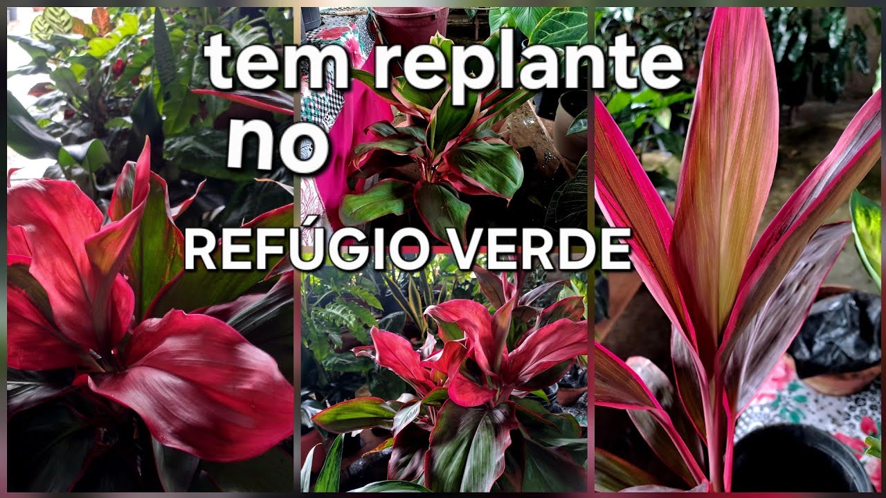   REPLANTE  DE #  PLANTAS  VARIADAS 🌿🌷⚘️🌿
