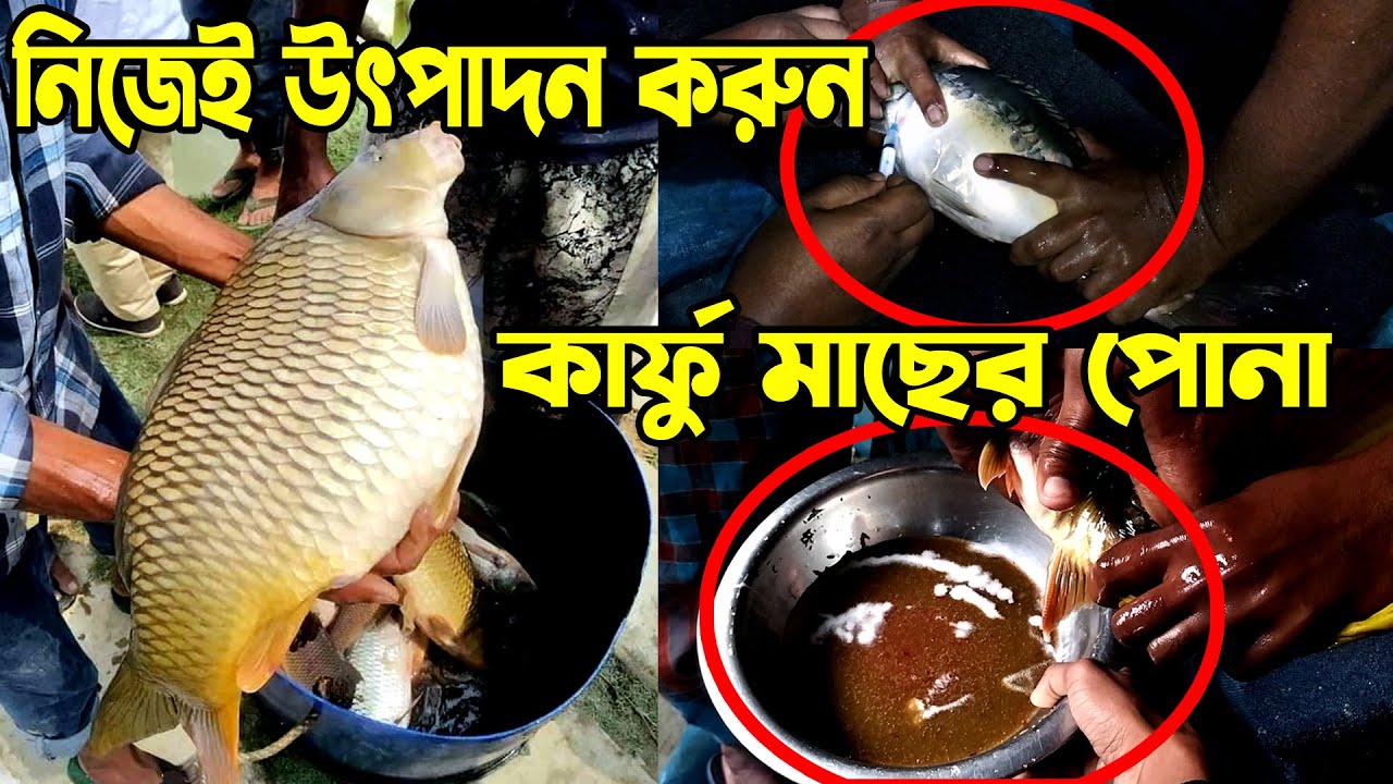 কার্ফু মাছের সহজতম ব্রিডিং পদ্ধতি। হরমোন মেডিসিন সংগ্রহ করতে যোগযোগ করুনঃ 01515-652791.