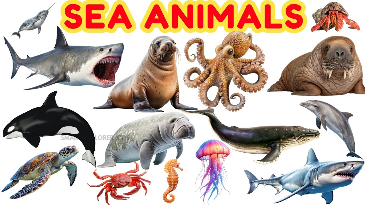Морские животные для детей 🐬 | STEM-образование и морская лексика для дошкольников