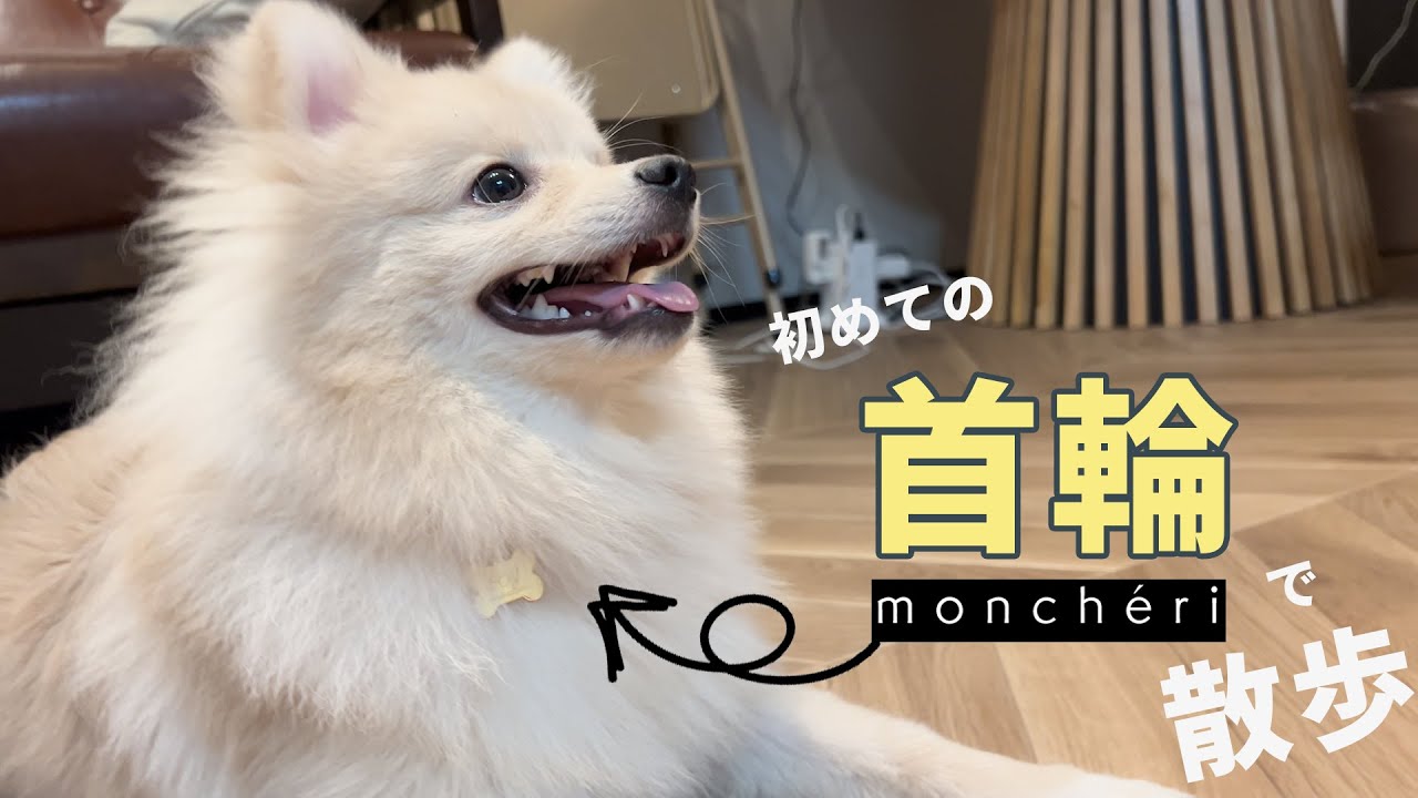 【首輪】でお散歩！ハーネスとの違いは？First Walk with a Collar Pomeranian🐶