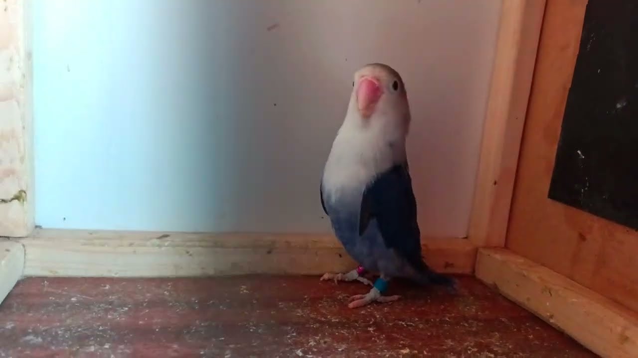 Jak Rozpoznać Płeć Papugi Nierozłączki 🐦🐦🐦