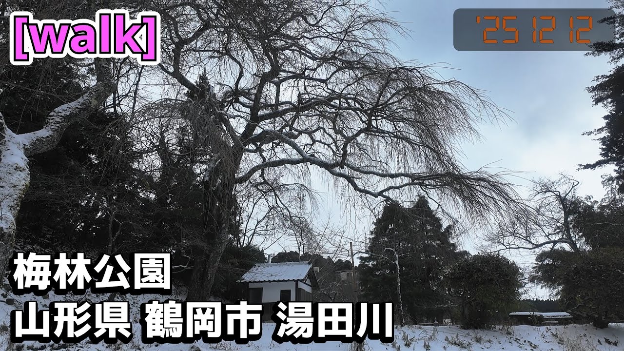 【梅林公園】梅林公園/山形県鶴岡市湯田川【庄内を散歩316】