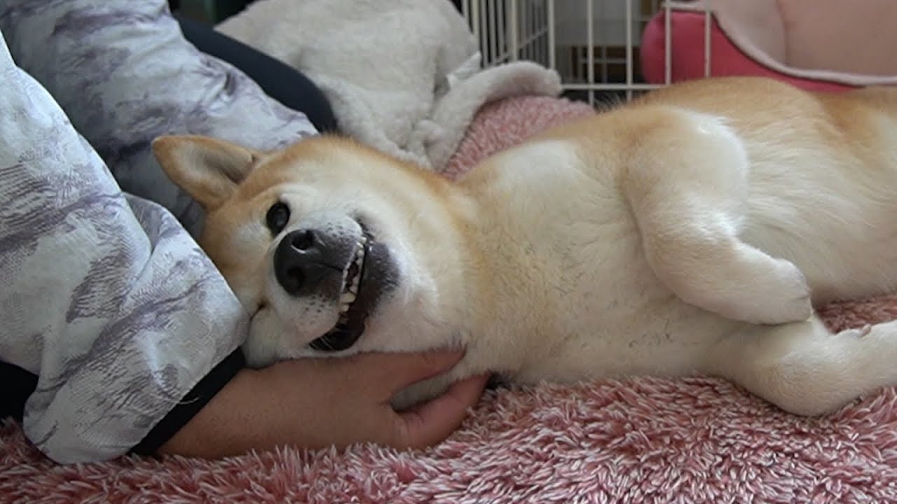 柴犬小春　肩甲骨剥がし【モチモチ柴】マッサージが気持ちいいとこんな顔になるw文鳥文ちゃんが来るとちょっと緊張