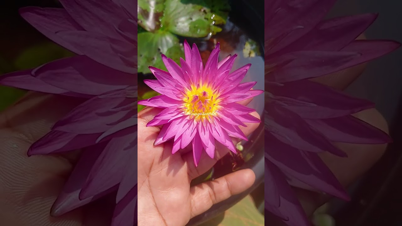 Lotus tubers available for sale /@NaazusWorld-4949 