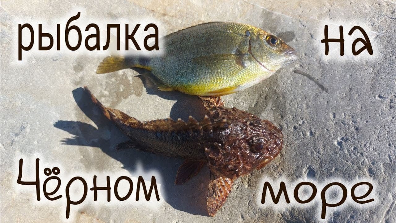 Рыбалка на Чёрном море с берега морской карась зеленушка скорпена морской окунь  Fishing in the Blac