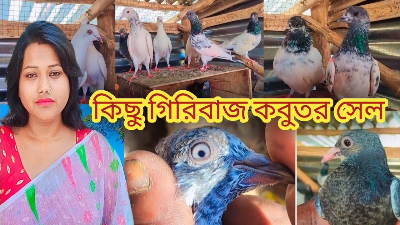কিছু গিরিবাজ ও ম্যাড্রাস কবুতর সেল ......