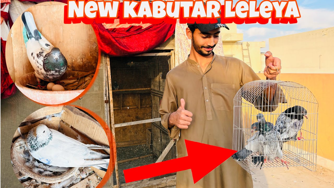 Naya Kabutar la a hay dosto or kabutar full breding k mode me hn mashallah 🥰 🫶🏻❤️‍🔥￼