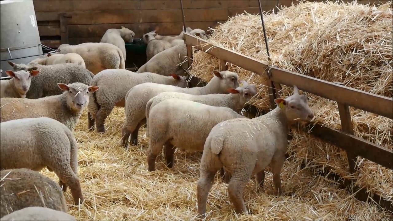 Des moutons pour le paysage