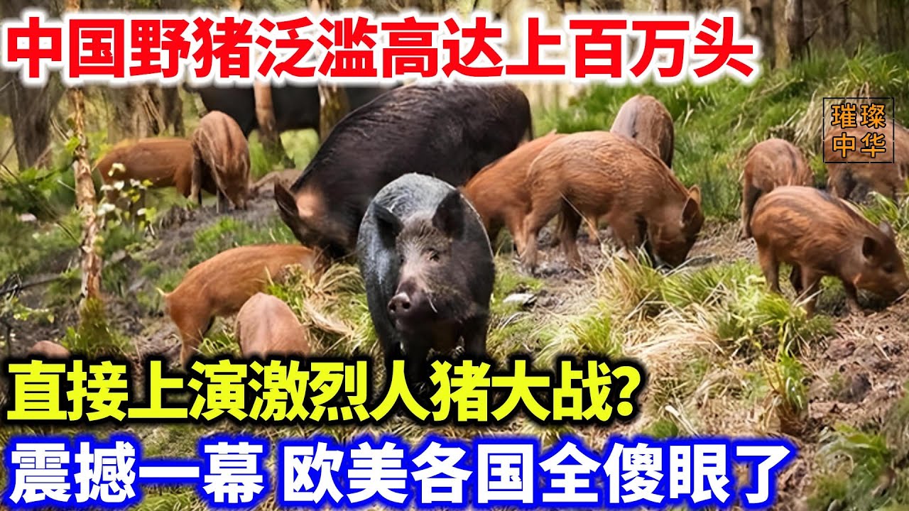 中国野猪泛滥高达上百万头，直接上演激烈人猪大战？震撼一幕，欧美各国全傻眼了#自然 #奇闻异事 #泱泱中华
