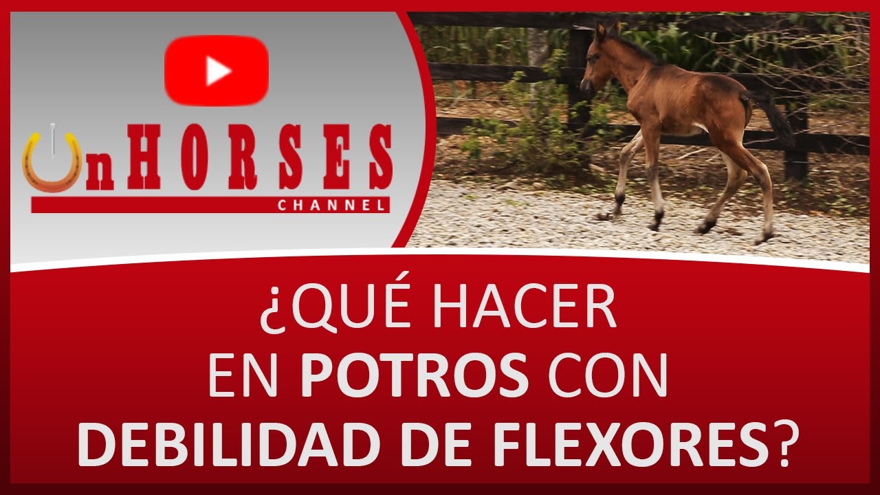 ¿QUÉ HACER EN POTROS CON DEBILIDAD DE FLEXORES? | On HORSES CHANNEL | SANTIAGO TOBÓN ESTRADA