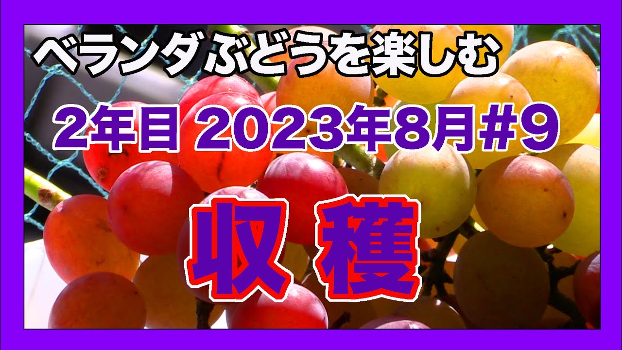 [ベランダ葡萄2年目]2023年8月#9　8月24日大好きな「紅伊豆」の収穫です。Growing Japanese grapes on your balcony.
