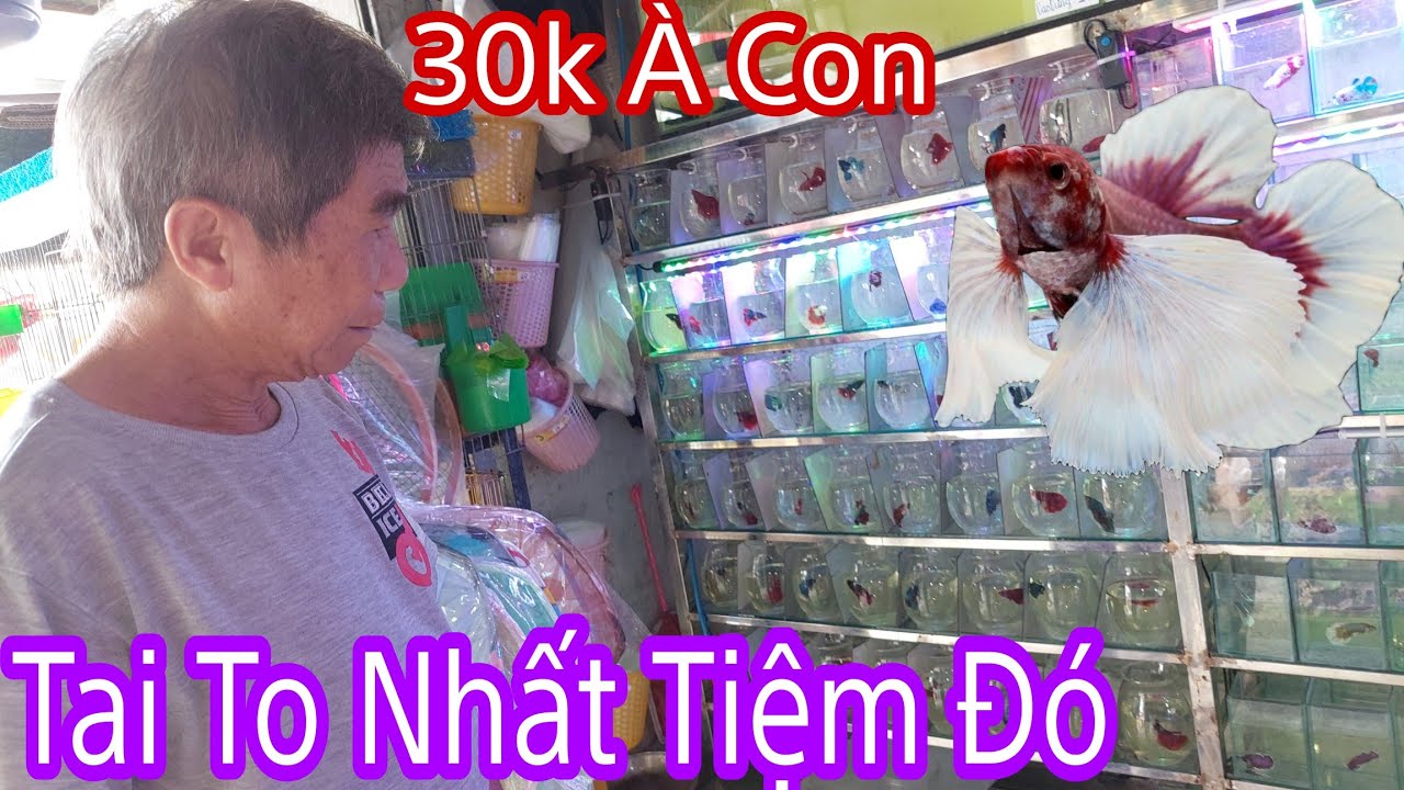 Đầu Năm Đi Mua Cá Betta Ở Shop Cá Kiểng Mua Được Con Tai Voi Tai To Nhất Tiệm