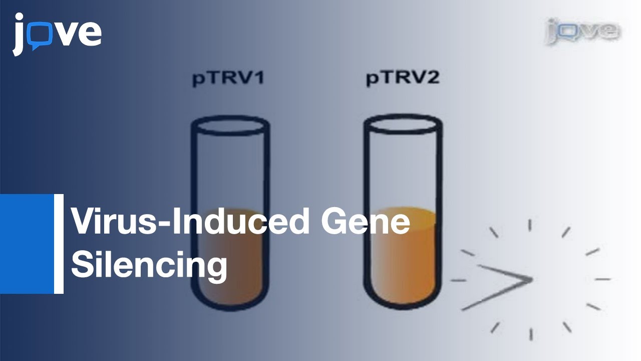 Virus-Induced Gene Silencing (VIGS): Nicotiana benthamiana & Tomato