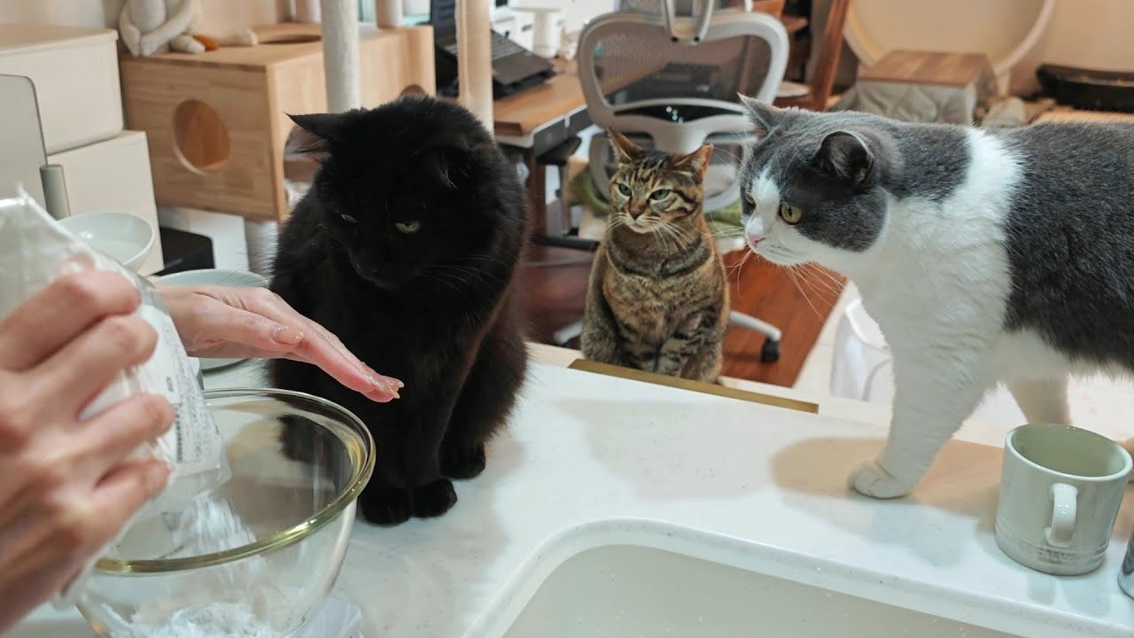 愛猫と初めてパンを作ったらまさかのハプニング続きで大変でした