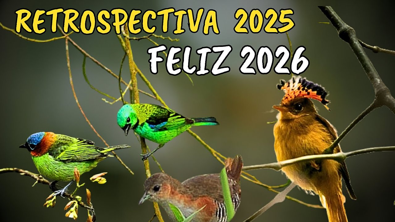 Retrospectiva 2025   Feliz 2026