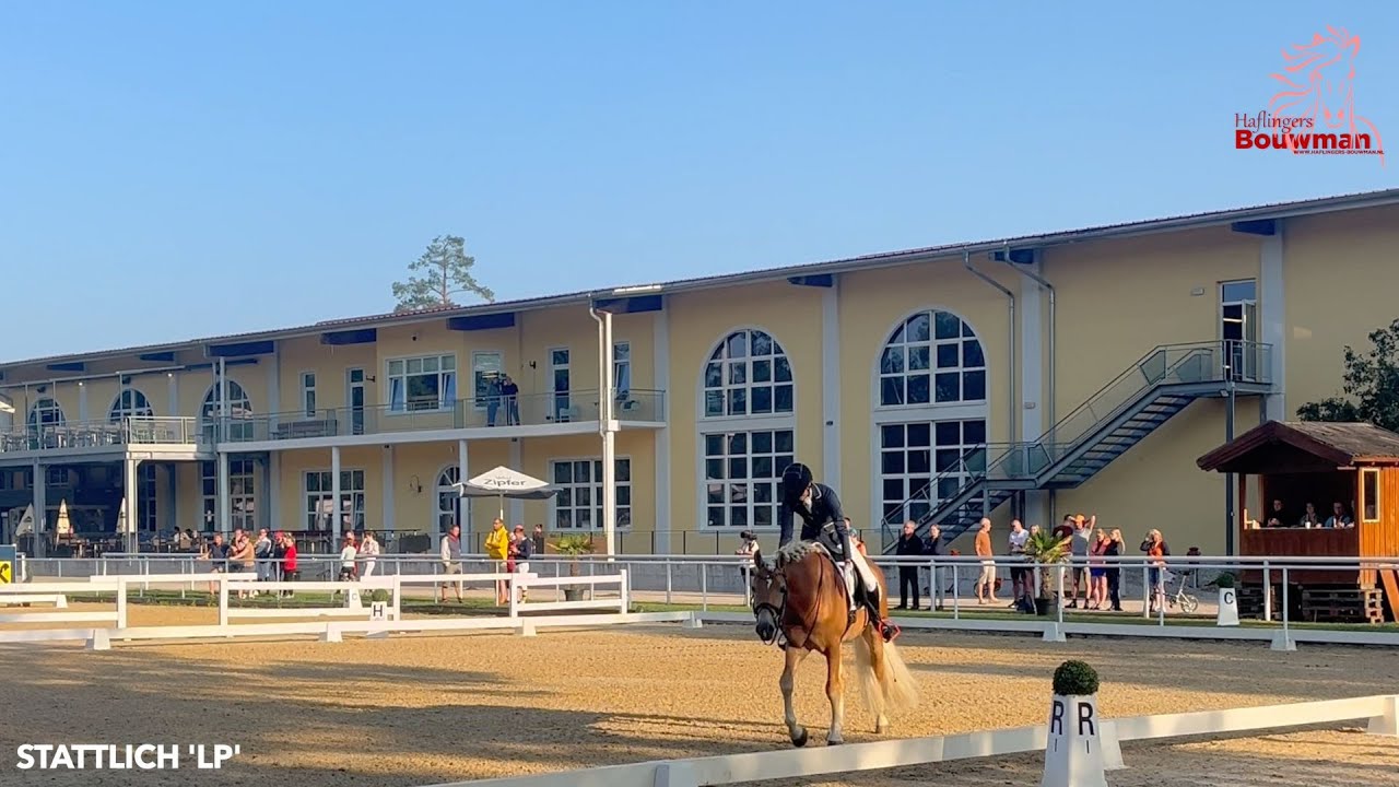 Hengsten 2025 - Nachtwind Adel Stattlich - Haflinger - Haflingers Bouwman