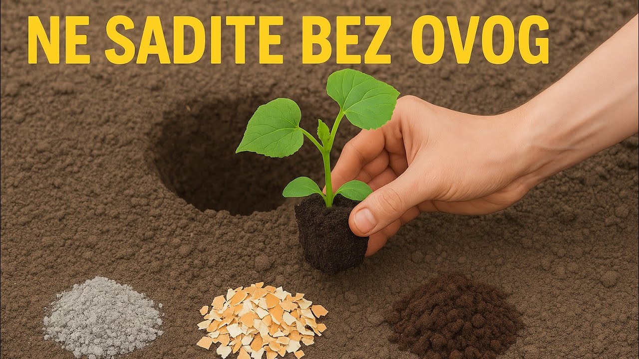 Prije nego posadite krastavce, stavite OVO – razlika je nevjerovatna!