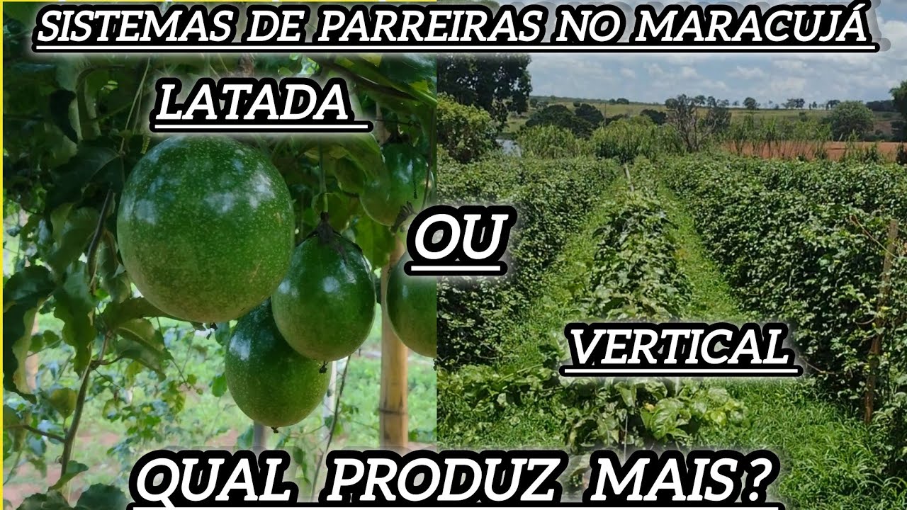 Parreira latada ou Parreira vertical, qual a melhor para o Maracujá ? #fruit #farming #farming